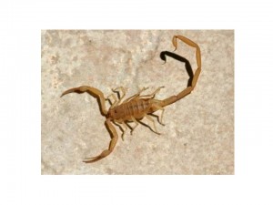 bark scorpion