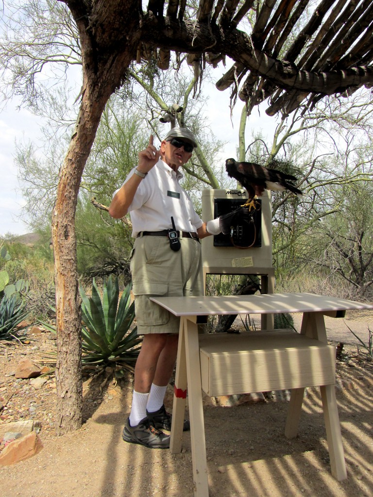 George Keyes, docent with the Arizona-Sonora Desert Museum handles a female harrier hawk.