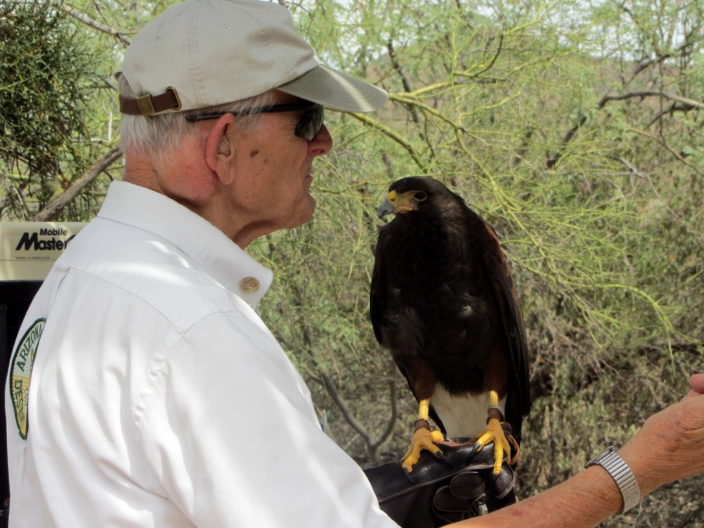 George Keyes, docent, handles a harrier hawk with loving care.
