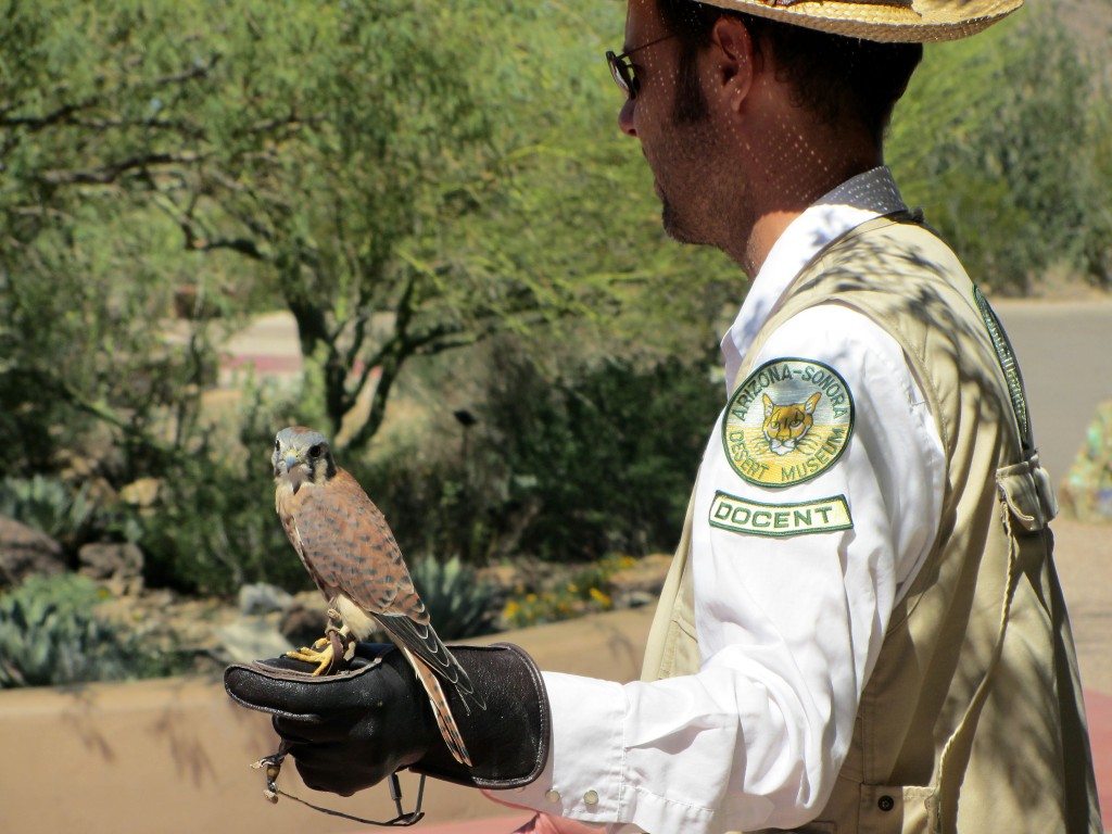 Docent with kestrel, a small hawk.