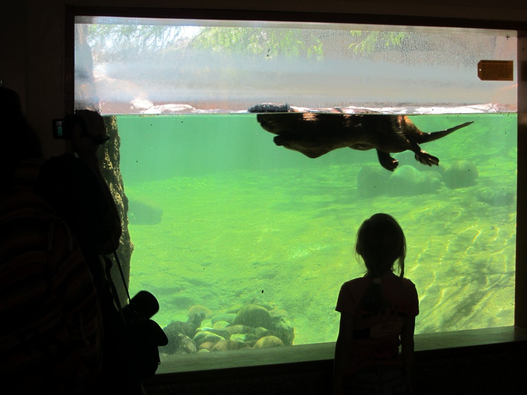 Watching the inhabitants of a beaver exhibit